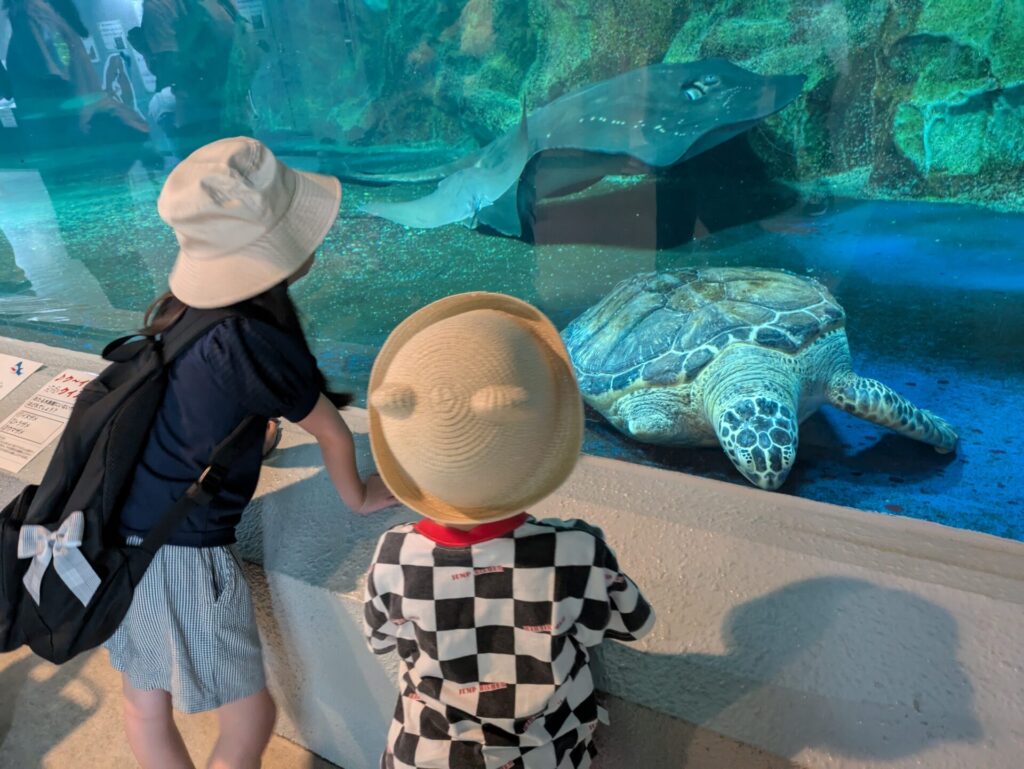 おたる水族館　かめ