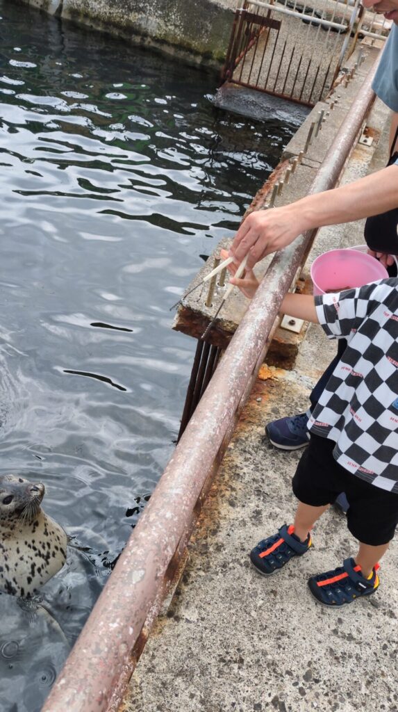 小樽水族館　アザラシ餌やり