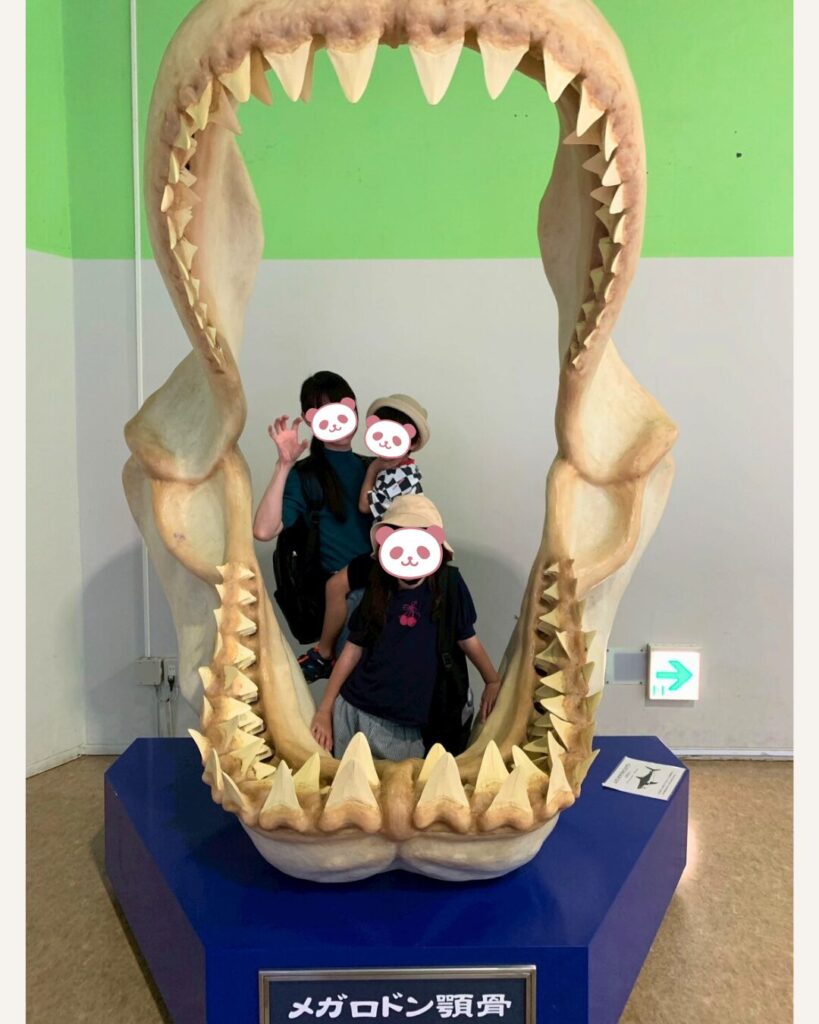 おたる水族館　メガロドン